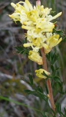 Petrophile squamata