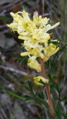 Petrophile squamata
