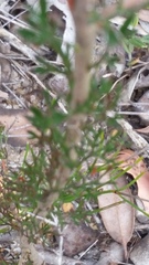 Petrophile squamata