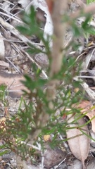 Petrophile squamata