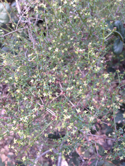 Galium californicum