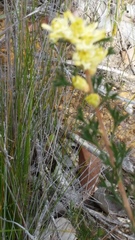 Petrophile squamata