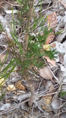 Petrophile squamata