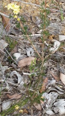 Petrophile squamata