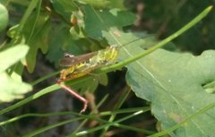 Chorthippus binotatus