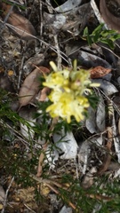 Petrophile squamata