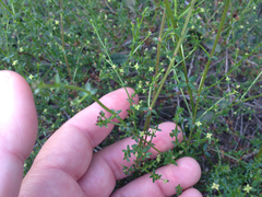 Galium californicum