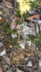 Petrophile squamata