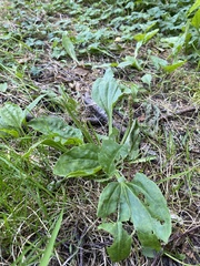 Plantago major