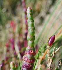 Salicornia blackiana