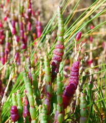 Salicornia blackiana