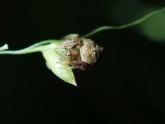 Eriovixia excelsa