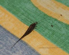 Meinertellidae