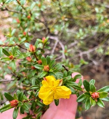 Hibbertia bracteata
