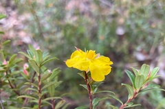 Hibbertia bracteata