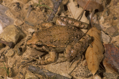 Discoglossus scovazzi