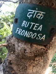 Butea