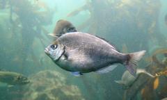 Spondyliosoma emarginatum