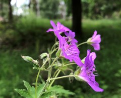Geranium sylvaticum