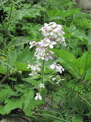 Hesperis matronalis voronovii