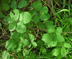 Rubus robiae