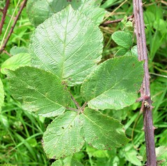 Rubus robiae