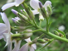 Hesperis matronalis voronovii