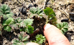 Pelargonium reflexum