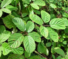 Rubus newbouldii