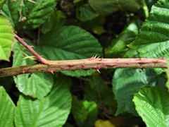 Rubus newbouldii