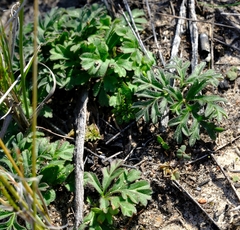 Pelargonium reflexum