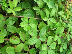 Rubus newbouldii