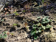 Pelargonium reflexum
