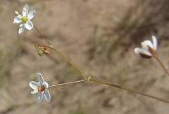 Pharnaceum aurantium