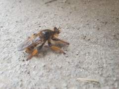 Pogonosoma maroccanum