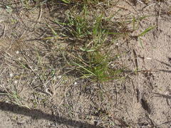 Pharnaceum aurantium