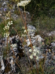 Seseli hippomarathrum