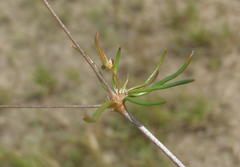 Pharnaceum aurantium