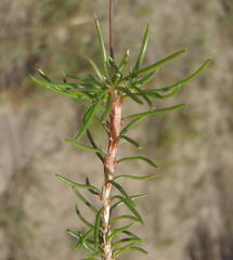 Pharnaceum aurantium