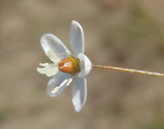 Pharnaceum aurantium