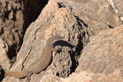 Varanus acanthurus