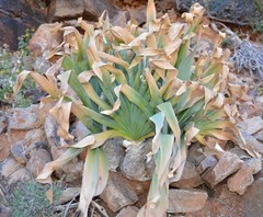 Boophone haemanthoides