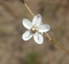 Pharnaceum aurantium