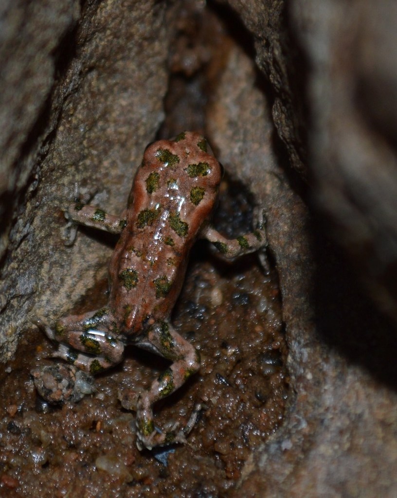 Paradise Toad