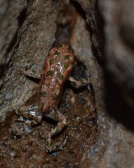 Paradise Toad photo 1