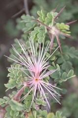 Calliandra redacta