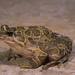 Mediterranean Painted Frog - Photo (c) Roberto Sindaco, some rights reserved (CC BY-NC-SA), uploaded by Roberto Sindaco