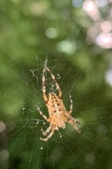 Araneus diadematus