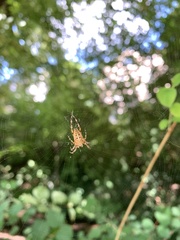 Araneus diadematus