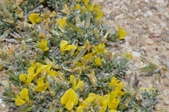 Calobota acanthoclada